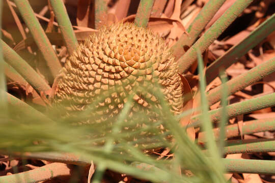 Image of Cycas yorkiana K. D. Hill