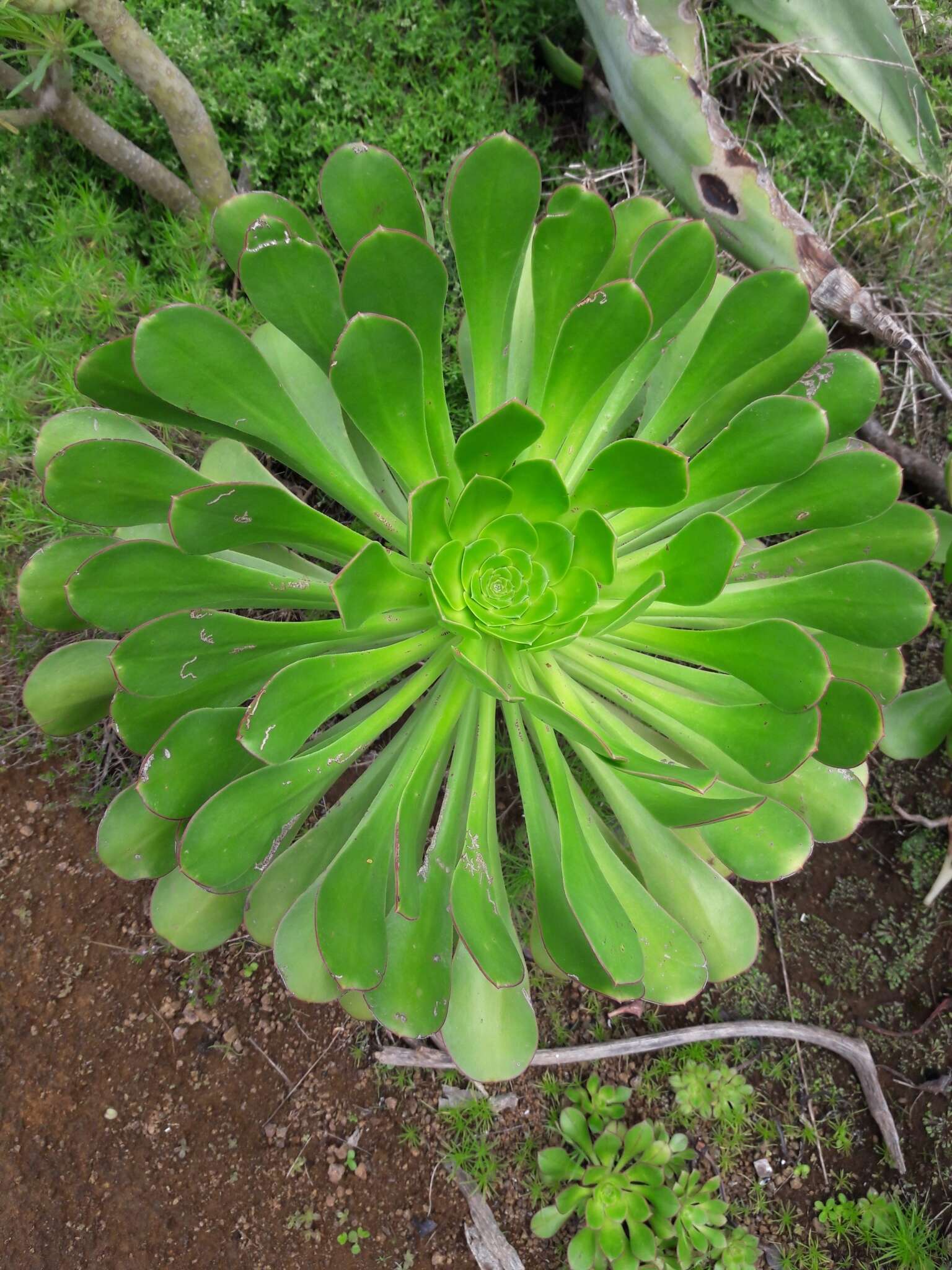 Image of Aeonium urbicum (Chr. Sm. ex Hornem.) Webb & Berth.