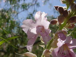 Image of desert willow