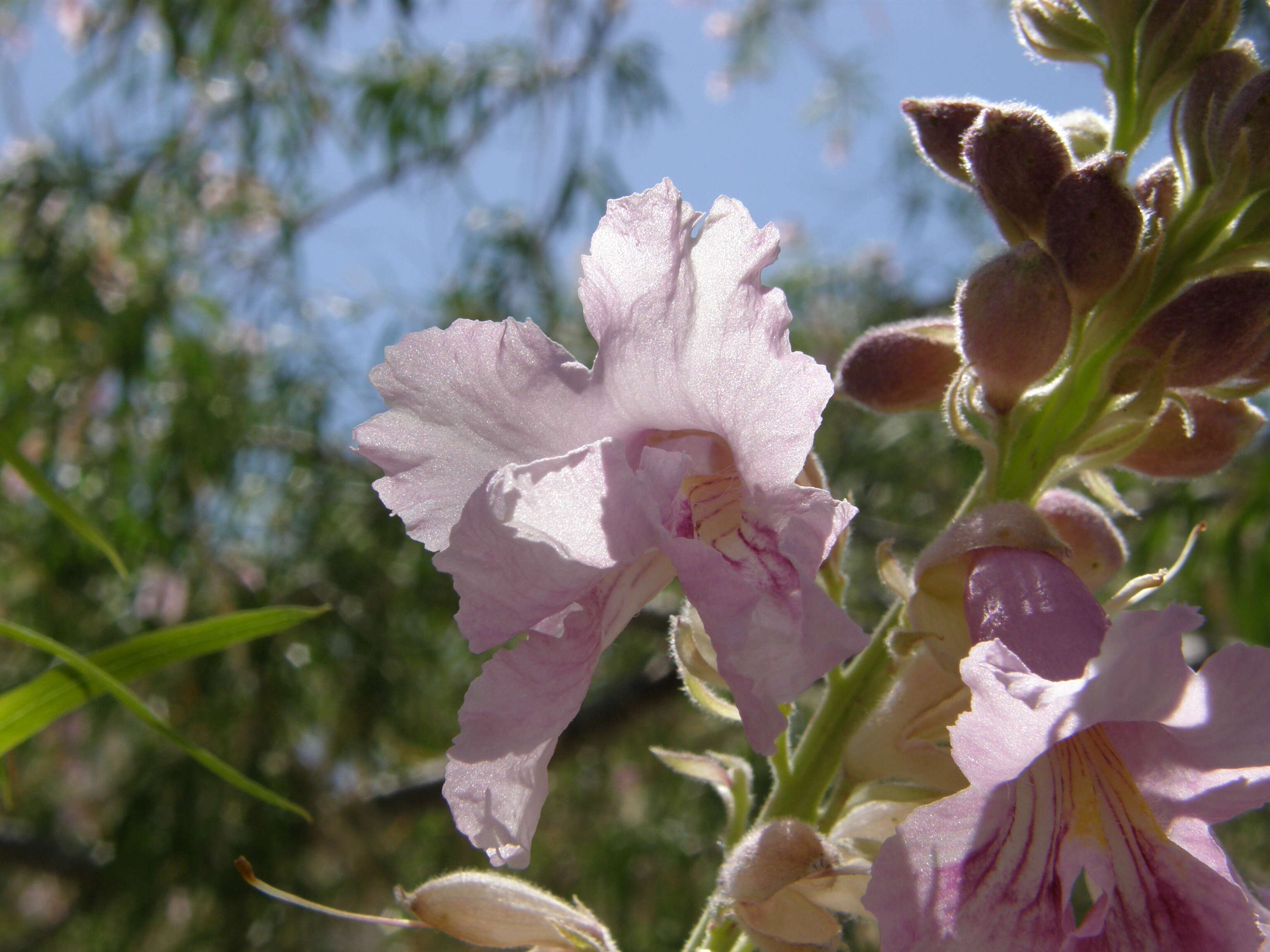 Image of desert willow