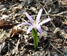 Image of Colchicum bulbocodium subsp. versicolor (Ker Gawl.) K. Perss.