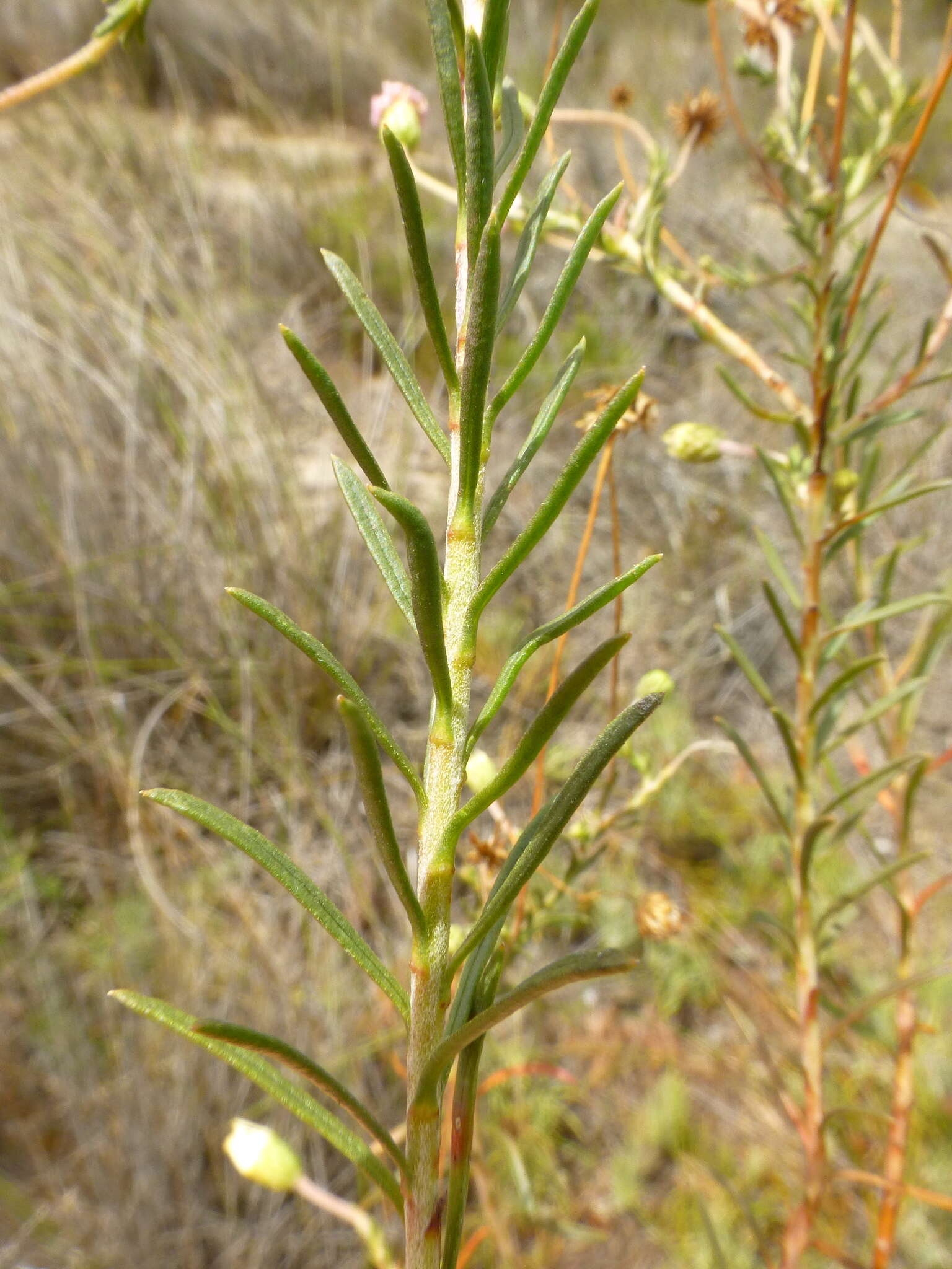 Image of Felicia hyssopifolia (Berg.) Nees