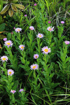 Image of Kemulariella caucasica (Willd.) Tamamsch.