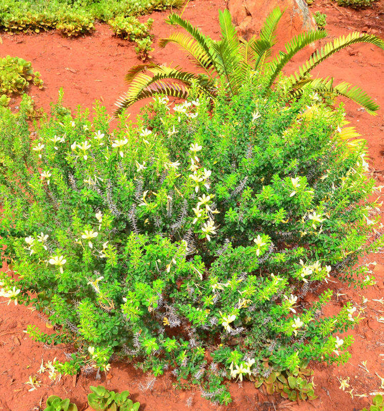 Image de Barleria rotundifolia Oberm.