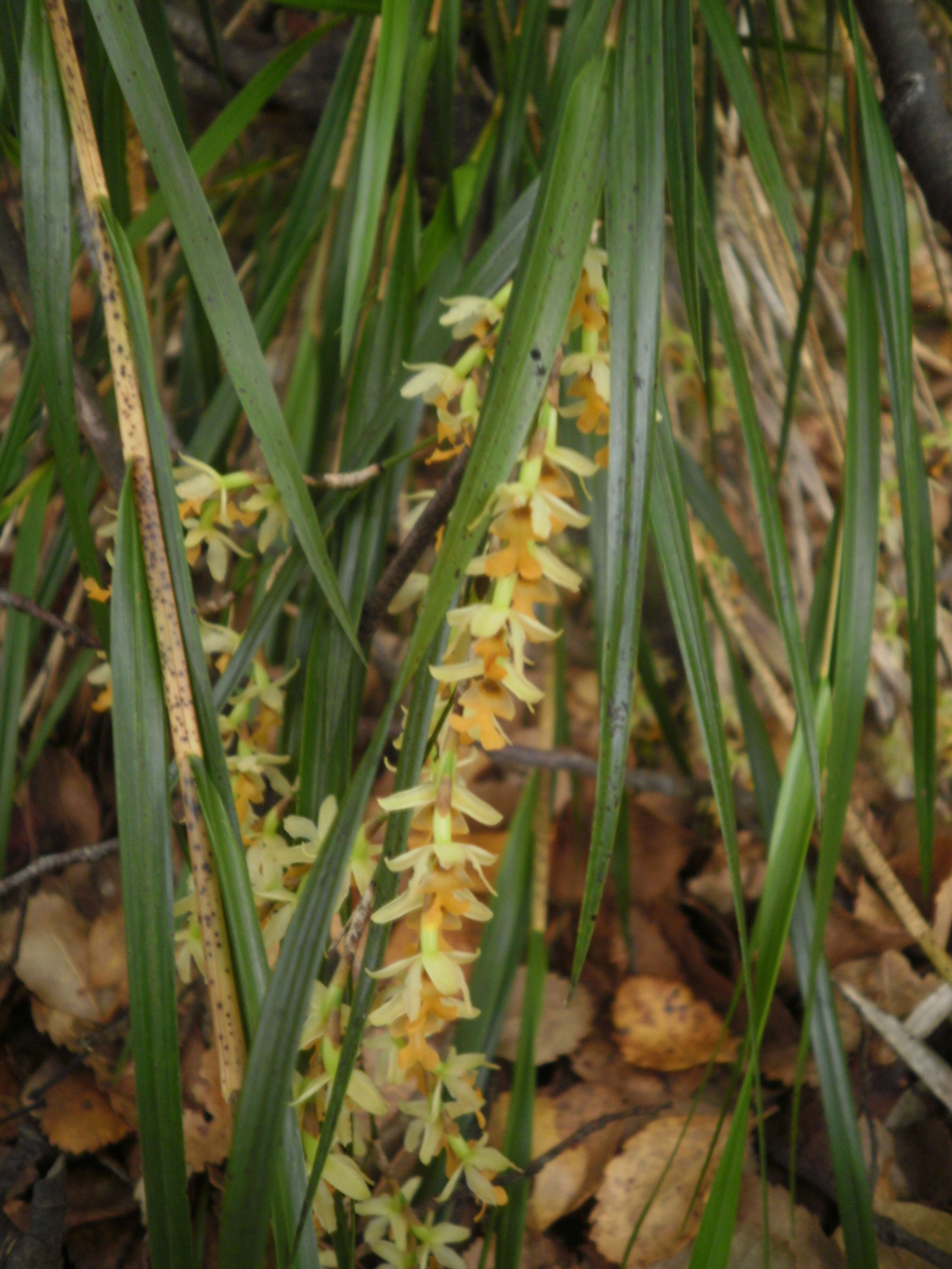 Earina mucronata Lindl. resmi