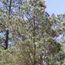 Image of Hispaniolan Pine