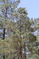 Image of Hispaniolan Pine