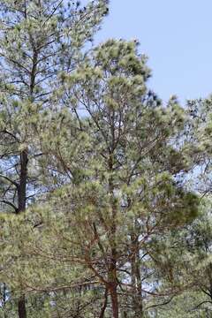 Plancia ëd Pinus occidentalis Sw.