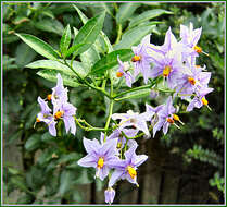 Image of Chilean Nightshade Chilean