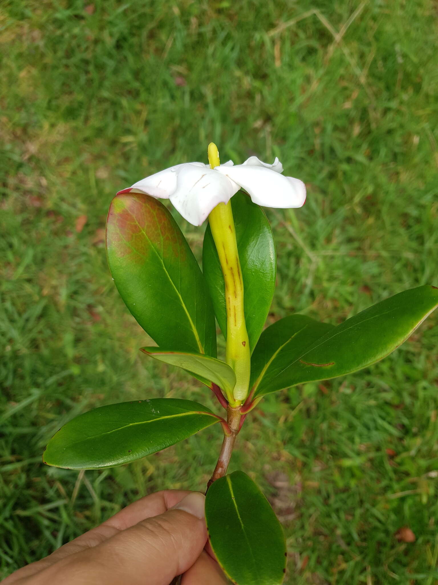 Image of Cosmibuena valerii (Standl.) C. M. Taylor