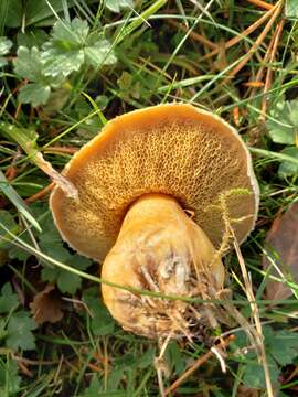 Image of Suillus tomentosus Singer 1960