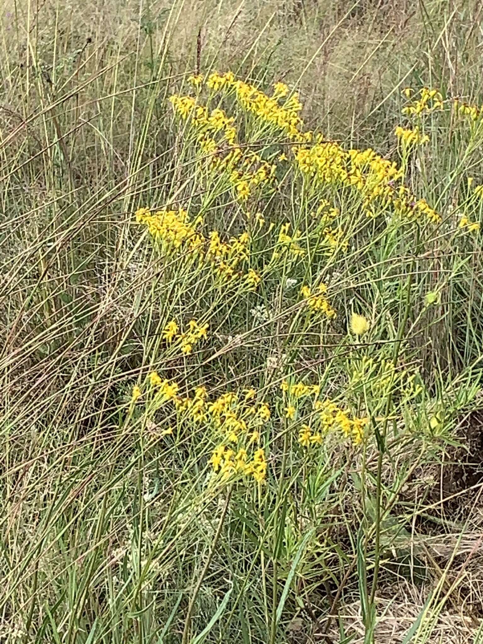 Image of Senecio inornatus DC.