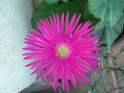 صورة Lampranthus