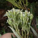 Image of Olearia viscosa (Labill.) Benth.