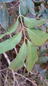 Image of Landolphia myrtifolia (Poir.) Markgr.