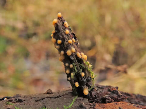 Image of Bactridium flavum Kunze 1817