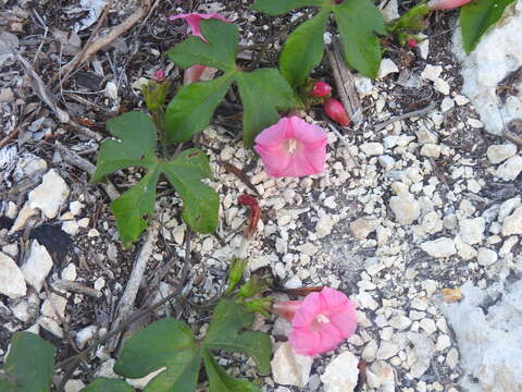 <i>Ipomoea peteri</i>的圖片