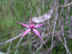 Image of Caladenia harringtoniae Hopper & A. P. Br.