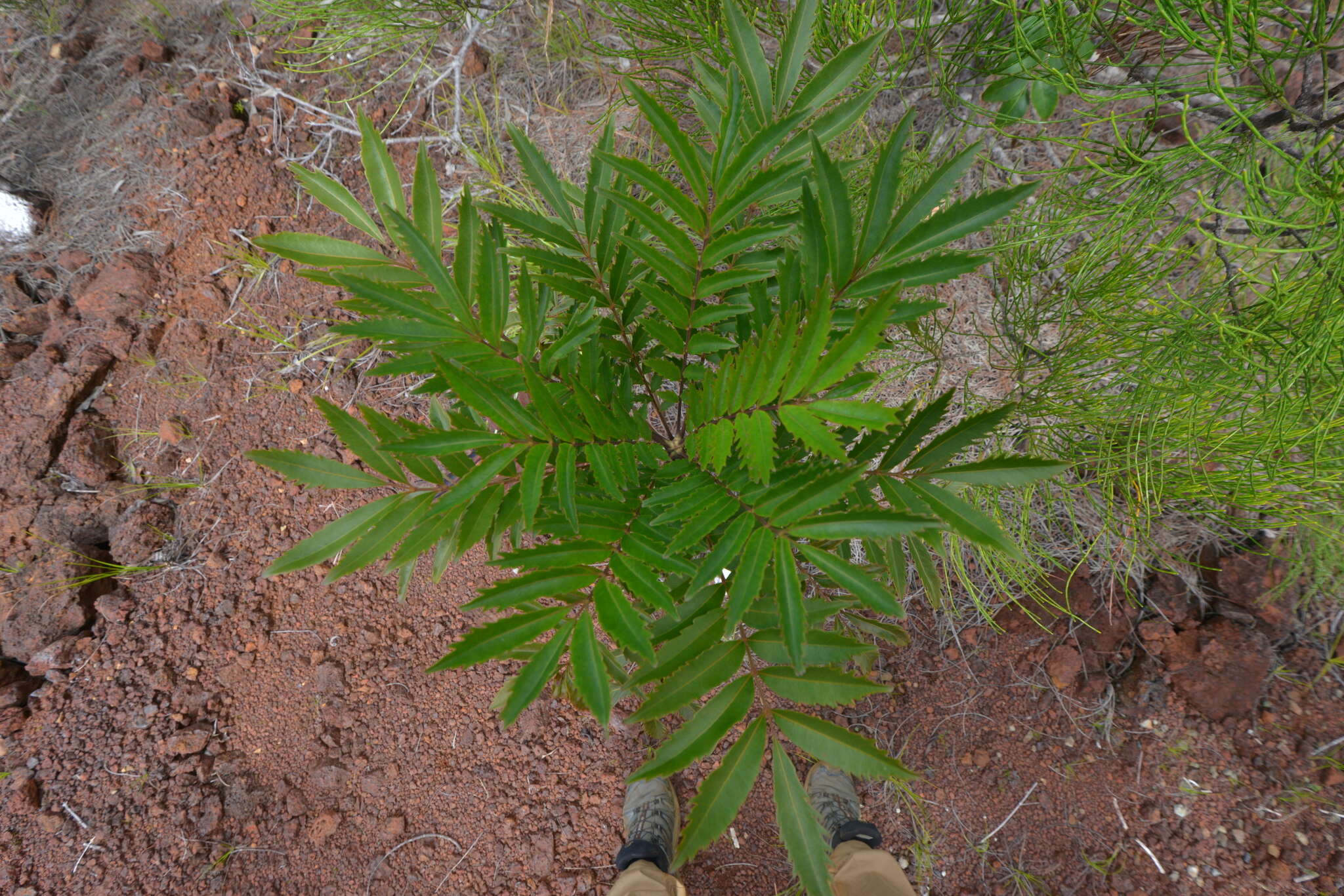 Image of Myodocarpus fraxinifolius Brongn. & Gris