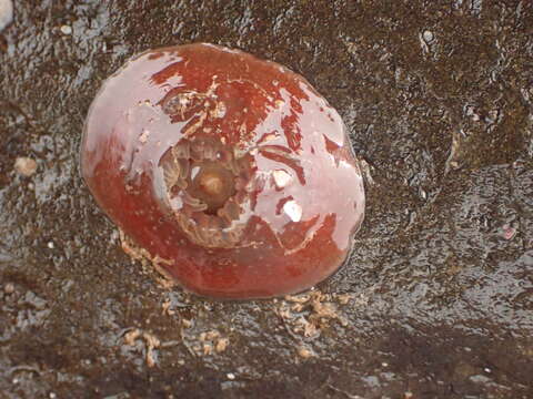 Image of Christmas anemone