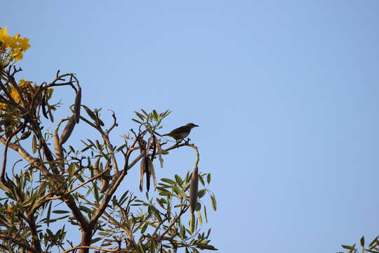 Image of Yellow-vented Bulbul