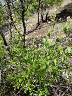 Image of Ageratina calaminthifolia (Kunth) R. King & H. Rob.