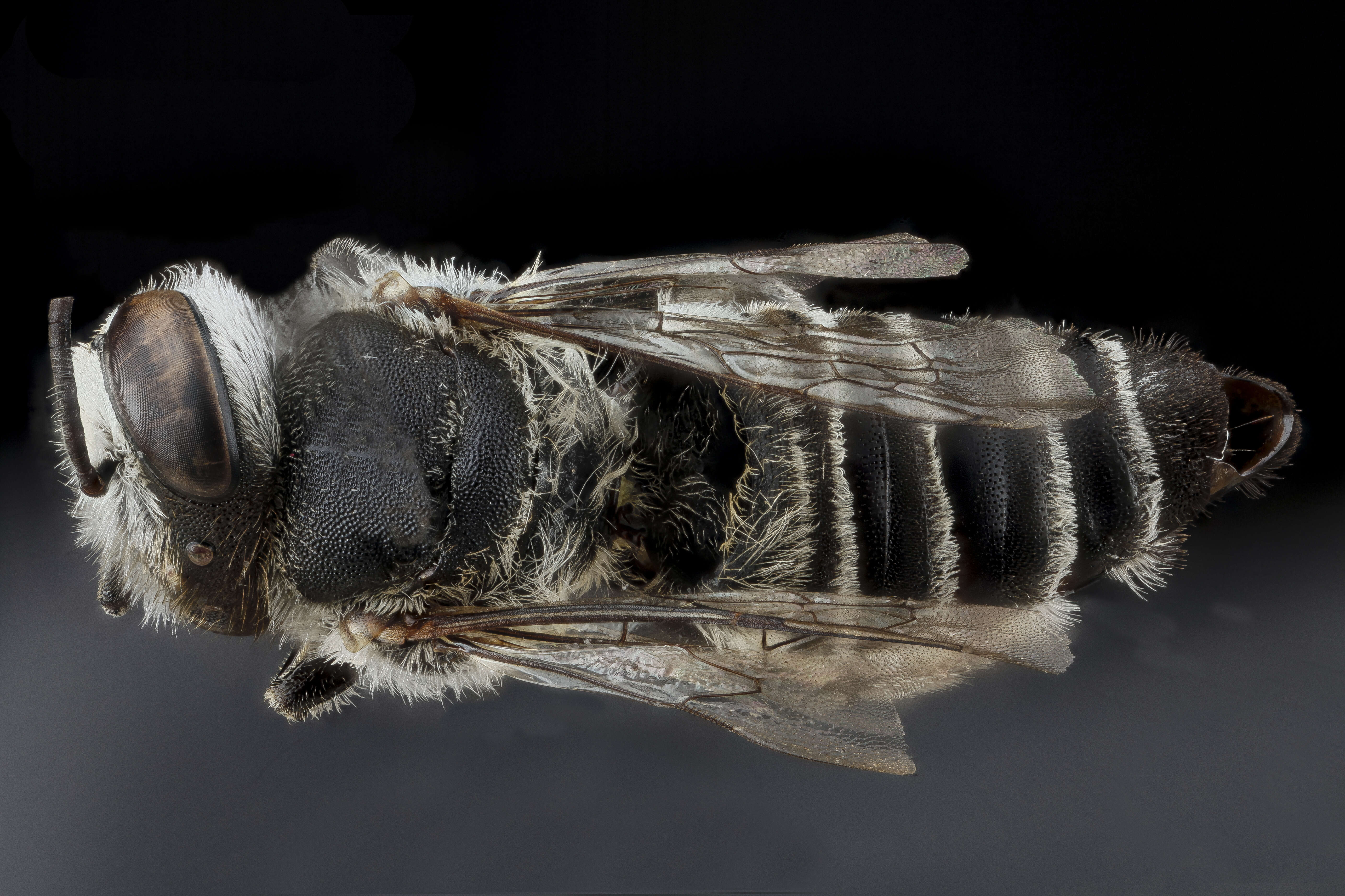 Imagem de Megachile concinna Smith 1879
