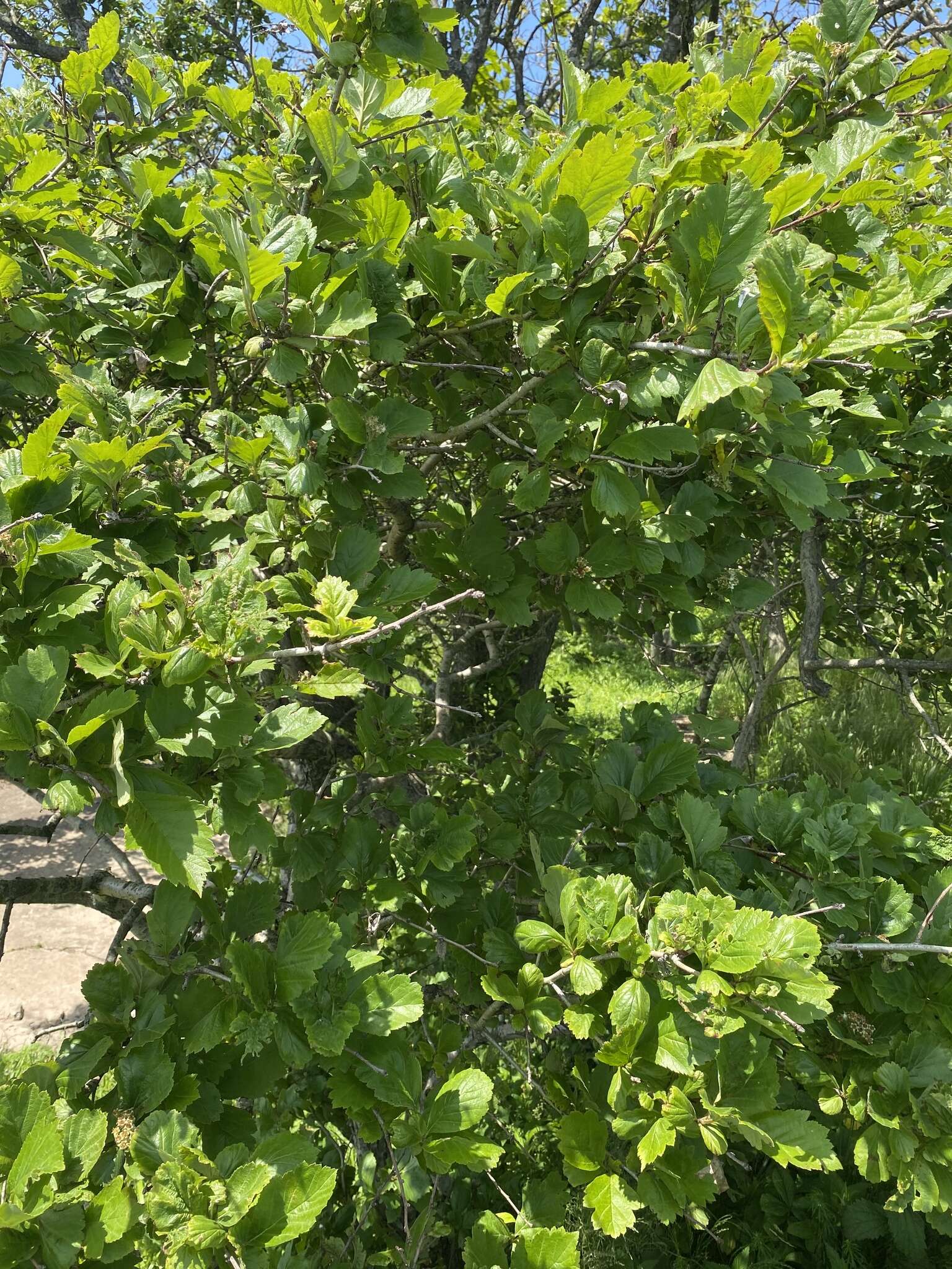 Image de Crataegus maximowiczii C. K. Schneid.