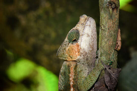 Image of Flat-casqued Chameleon