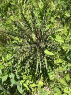 Plancia ëd Cirsium drummondii Torr. & A. Gray