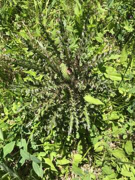 Image of dwarf thistle