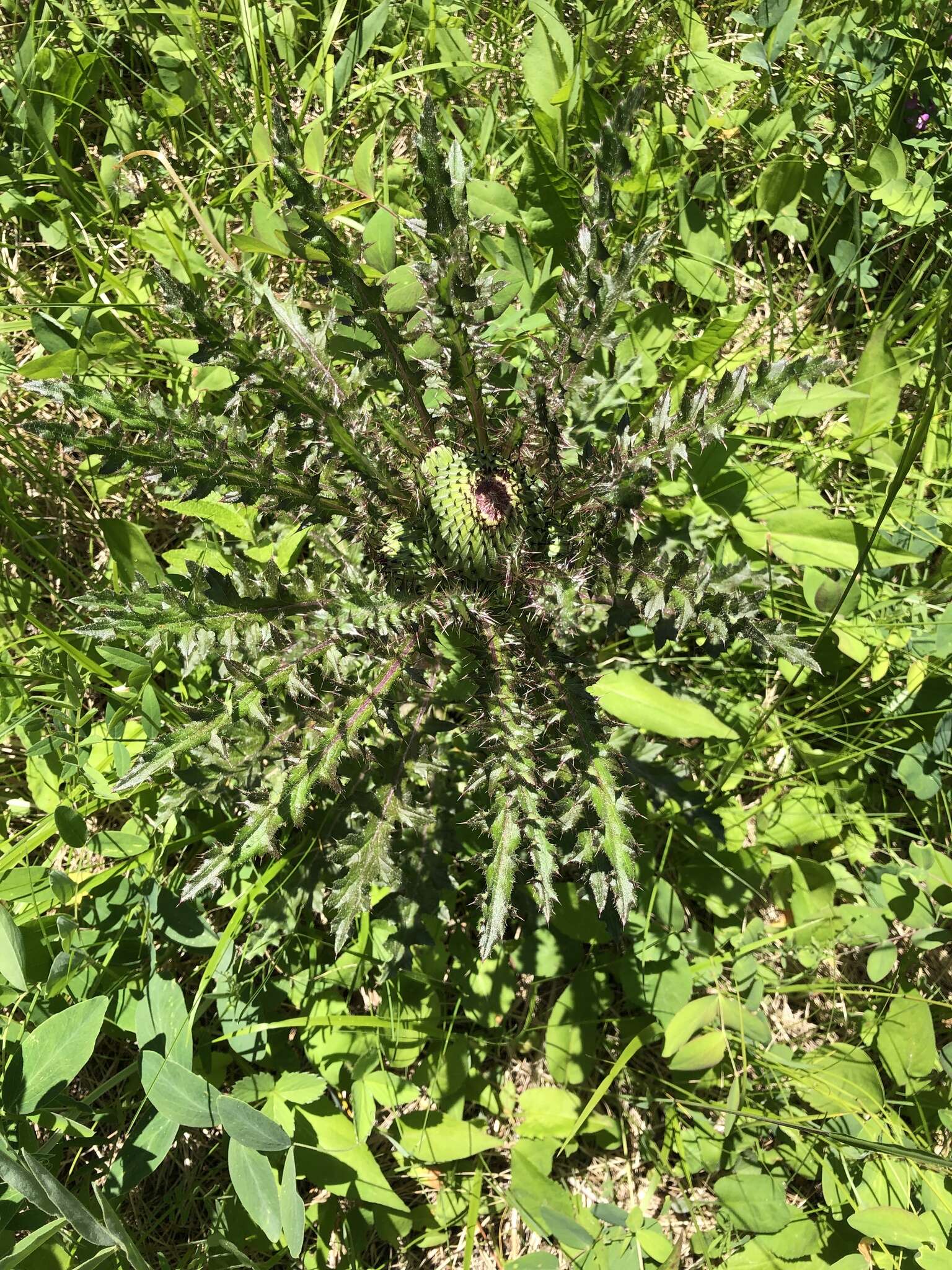 Plancia ëd Cirsium drummondii Torr. & A. Gray