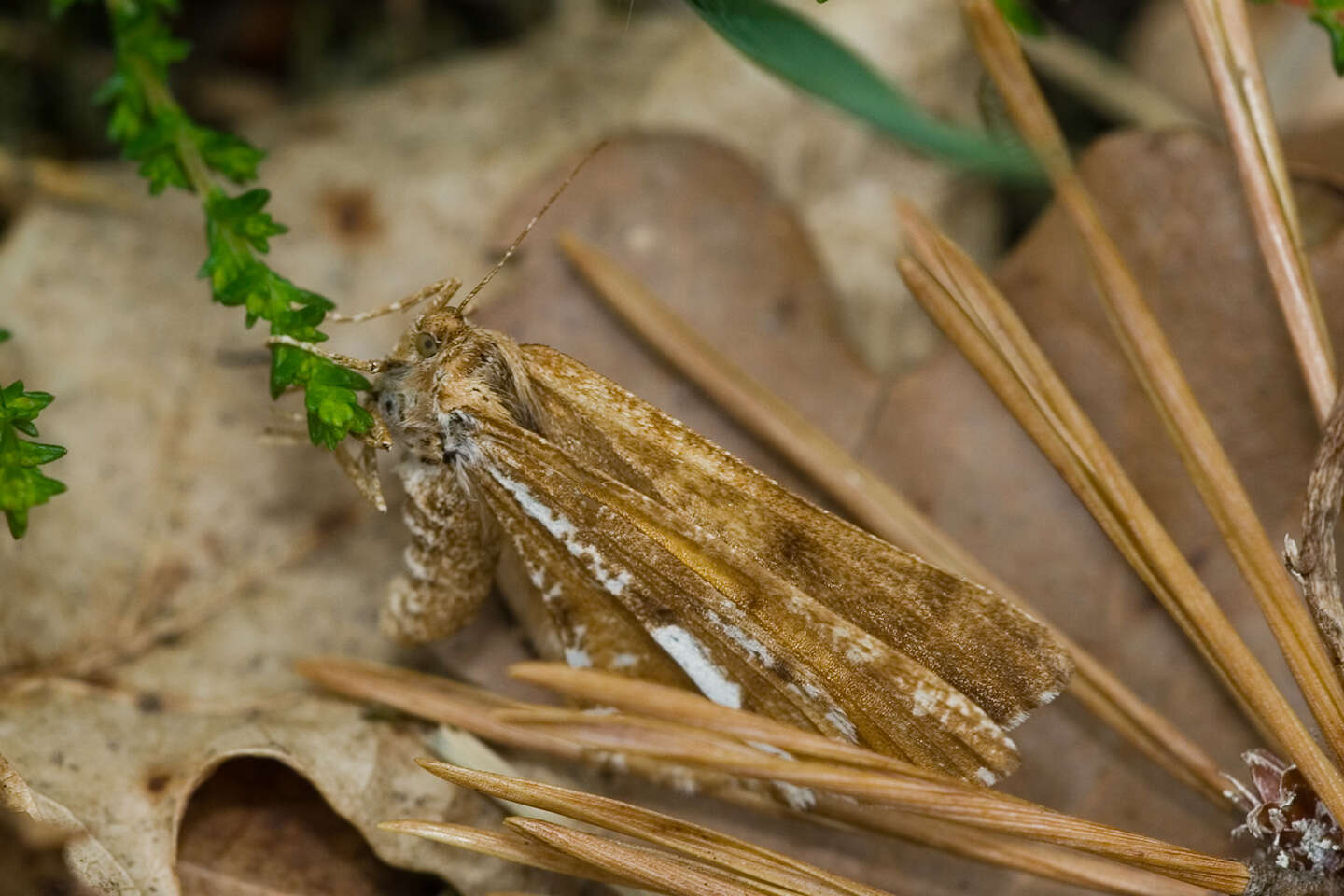 Bupalus resmi