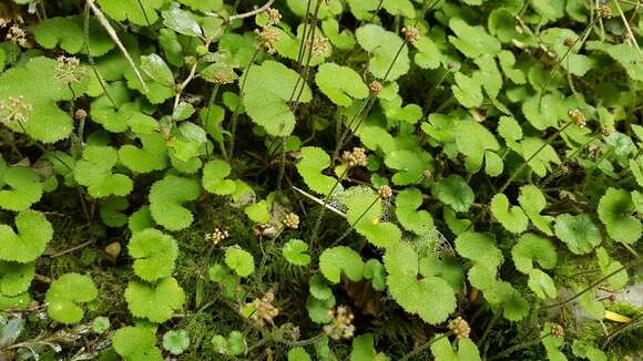 Hydrocotyle elongata A. Cunn. ex Hook. fil.的圖片