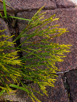 Image of whisk fern