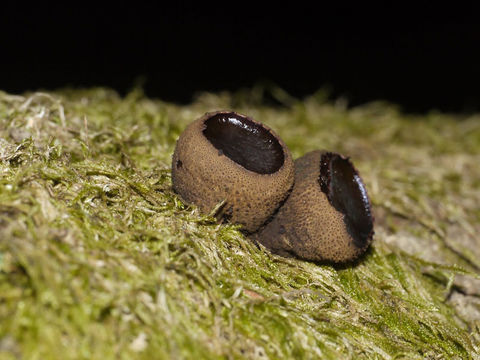 Image of Black Bulgar