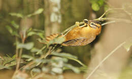 Image of Black-capped Foliage-gleaner