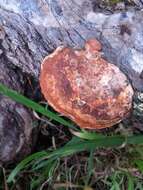 Image of Trametes coccinea (Fr.) Hai J. Li & S. H. He 2014