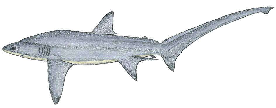 Image of Bigeye Thresher Shark