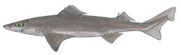 Image of Mosaic Dogfish