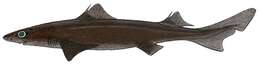 Image of Gulper shark