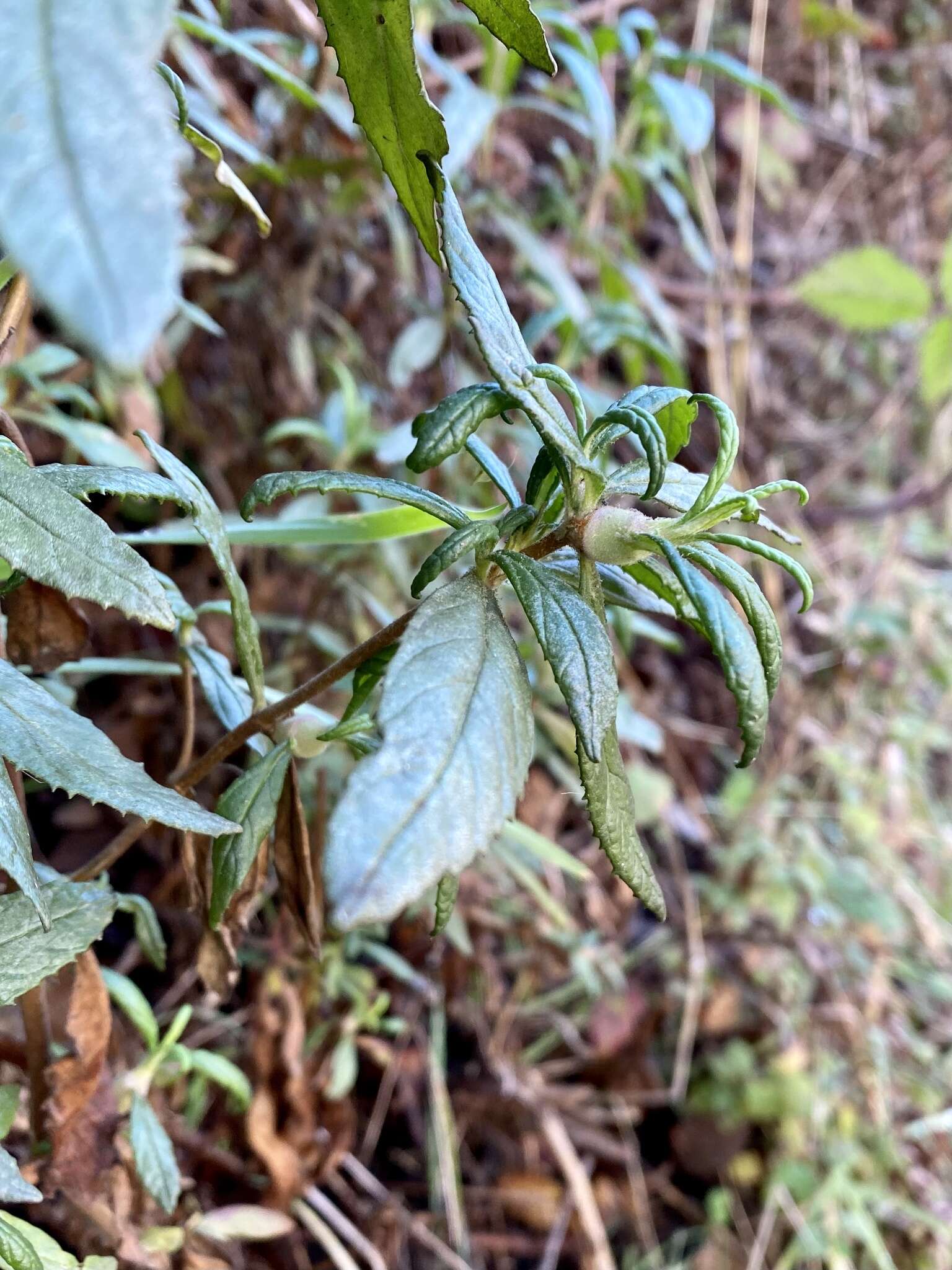 Sivun Neolasioptera mimuli Felt 1908 kuva