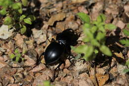 Plancia ëd Pasimachus (Pasimachus) californicus Chaudoir 1850