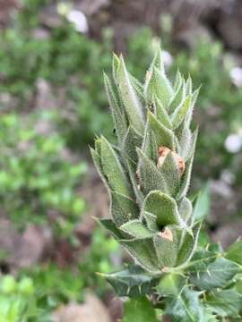 Image of Sclerochiton ilicifolius A. Meeuse