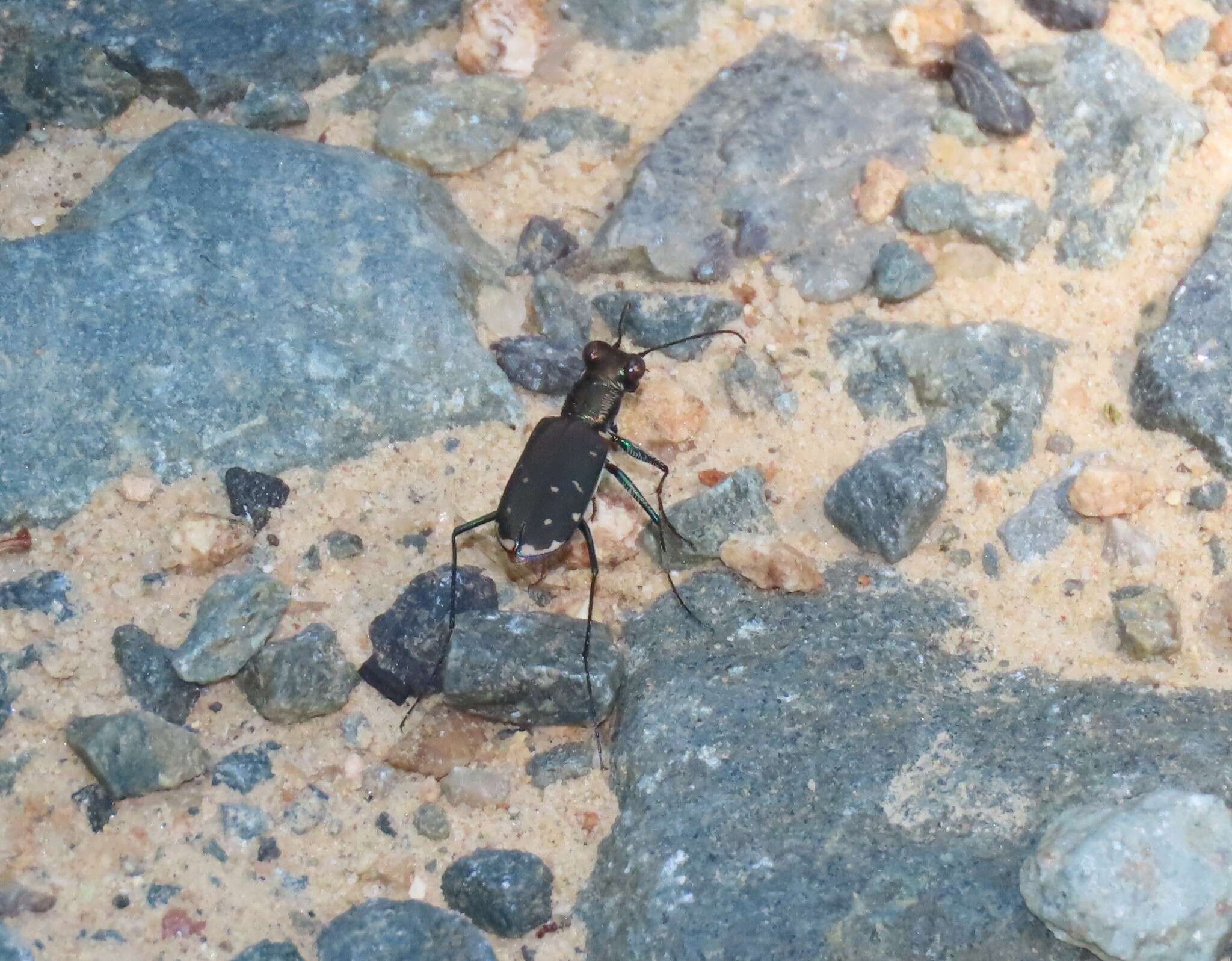 Image of Cicindela (Cicindelidia) rufiventris Dejean 1825