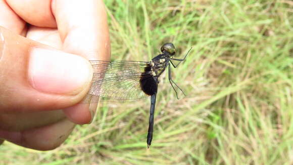 Erythrodiplax unimaculata (De Geer 1773) resmi