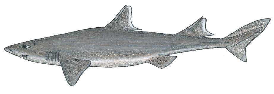 Image of Roughskin Dogfish