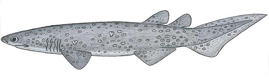 Image of Echinorhinus