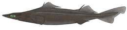 Image of Arrowhead Dogfish