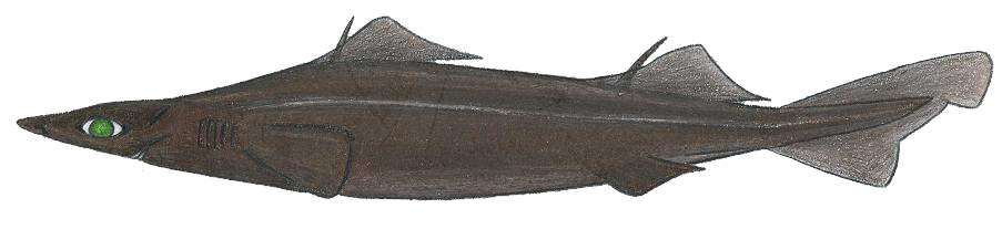 Image of Arrowhead Dogfish